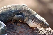 Universum "Die Drachen der Kanaren". Die Galapagosinseln vor der Küste Ecuadors gelten seit den legendären Forschungsreisen Charles Darwins weltweit als "Labor der Evolution", in dem sich durch Jahrmillionen lange Isolation endemische Arten und Unterarten entwickelt haben. Im Bild: Die erst 1999 mit nur 7 Exemplaren (heute 20) entdeckte Rieseneidechse von La Gomera, eines der bedrohtesten Wirbeltiere und seltenste Eidechse der Welt.