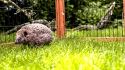 Hedgehog
