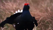 Birkhahn