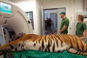 Die hinterindische Tigerin Saray hat einen besonderen Tag vor sich. Für die Raubtierdame ist eine Computertomografie geplant. Dafür wird die Tigerin in das Leibniz-Institut für Zoo- und Wildtierforschung gebracht, das nicht weit vom Gelände des Tierparks Berlin entfernt liegt.