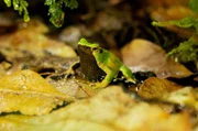 Dieser Darwins Frosch ist unter 2,5 cm groß und hat eine der seltsamsten Paarungsstrategien auf dem Planeten. Vor sechs Wochen aß er seine eigenen Eier, die zu Kaulquappen in seinem Hals wurden. Dort sondert wer Säfte ab um sie zu füttern. Nun zappeln bis zu 20 Fröschchen um herauszukommen.