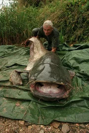 Jeremy Wade with Wels Catfish