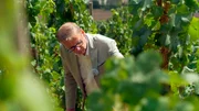Günther Jauch-Weinberg