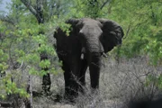 An elephant in the bush