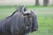 A wildebeest in the grass