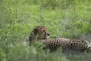 A leopard lying in a field