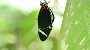 Schmetterling