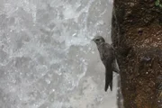 Ein Mauersegler in den Iguazú-Wasserfällen auf der Grenze von Brasilien zu Argentinien.