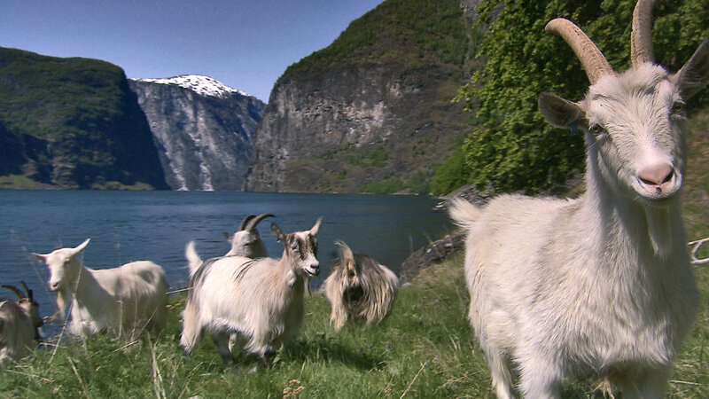 Norwegen - Försterinnen auf dem Vormarsch (D, 2016)
