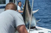 Der harte Kampf mit einem 250 Kilo-Koloss: Fischer der Firma J.C. Mackintosh ringen mit einem kurz zuvor aus dem Wasser gezogenen Tunfisch.