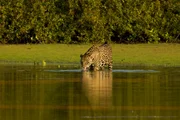 Im brasilianischen Feuchtgebiet Pantanal leben besonders viele Jaguare.