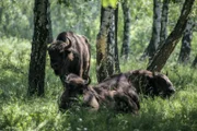 Die Slowakei hat sich in Teilen ihre Ursprünglichkeit bewahrt, was sich schon darin äußert, das noch mehrere Hundert Wölfe und Bären durch uralte Wälder streifen. Im Bild: Wisente.