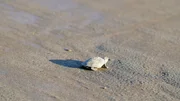 Schildkröte