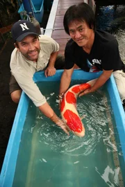 Zeb Hogan and Saroj Gittimataworn, a koi enthusiast, pat Thailand's grand champion. This koi carp is worth USD 32,000. Saroj owns the grand champion and other 3,000 Koi carp, worth USD 1.3 million in total.    (Photo Credit: Singha Quansuwan)