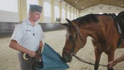 Polizist mit seinem Pferd