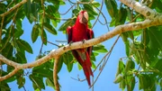Tambopata, Madre De dios, Peru - Red and Green Macaw.