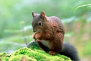 Eichhörnchen sind typische Bewohner des Schwarzwalds.