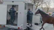Pferdeanhänger