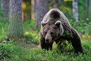 Braunbär im Wald