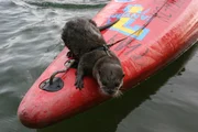 Der kleine Zwergotter Nemo teilt mit seinem Herrchen nicht nur Tisch und Bett, sondern auch sein Hobby: Kajak fahren.