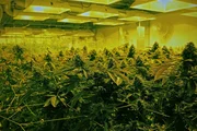 Cannabiszucht für die Gewinnung von THC.