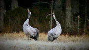 Zwei balzende Kraniche im Matsalu Nationalpark in Estland am Rande der Ostsee. Die Gegend ist weithin bekannt als Vogelparadies und als eine der wichtigsten Raststätten auf dem Ostatlantischen Vogelzugweg.