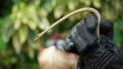 Durban, South Africa - Close shot of Simon Keys' gloved hands holding a vine snake (Thelotornis capensis).  The gloves are specially designed, heavy-duty gloves which protect snake handlers from possible snake bites, although bites from this particular snake are rare due to the position of its fangs. (Earth Touch LTD/Daniel Philogene)