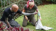 Durban, South Africa - Simon Keys and Siouxsie Gillett place a night adder (Causus rhombeatus) into a bag before transporting it to a more natural habitat (Earth Touch LTD/Daniel Philogene)