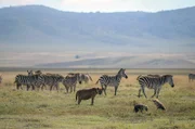 Steppenzebras sind neben Gnus und Kaffernbüffelkälbern die Hauptbeute von Tüpfelhyänen.
