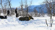 Schlafender Elch im Schnee - Forschung in Nordschweden.