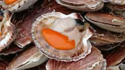 Jakobsmuschel