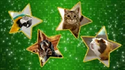 (1. Staffel) - Game of Pets - Artwork
