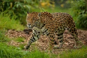 Napo, le Jaguar