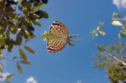 Draco cornutus - der sogenannte Flugdrache - ist eine Echsenart, die in Borneo einheimisch ist.