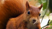 Hektik ist sein Markenzeichen – das Eichhörnchen.