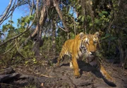 Das Bild eines Tigers in Bhutan war nur Dank einer Kamerafalle möglich.