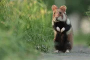 Hamster waren in den Wiesen heimisch, bevor es die Stadt Wien gab. Nun haben sie sich ihre Nische auf den Friedhöfen gesucht.