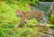Jaguar Napo.