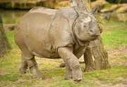 Panzernashorn Komala.