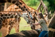 Bindi Irwin feeding Sophie and the other giraffes.