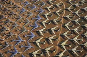 Kampfjets