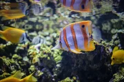 Kupferstreifen-Pinzettfisch.