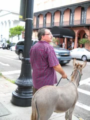 Mini Donkey.
