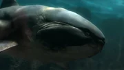 Dunkleosteus feeding.