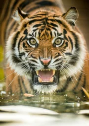 Sumatra-Tiger Kasarna.