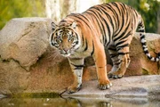 Sumatra-Tiger Kasarna.