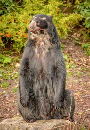 Brillenbär Bernie.
