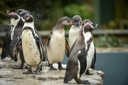 Pinguine.
