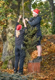 Im Löwengehege wird ein Christbaum aufgestellt.