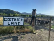 Doug Glover films ostriches at Ostrichland USA in Solvang, California.